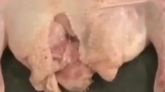 Chicken Getting Brutally Banged